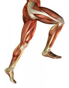 muscles_legs